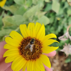 Eristalis stipator