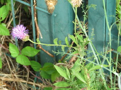 Cheirolophus sempervirens