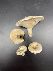 Lactifluus glaucescens