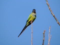 Aratinga nenday