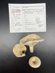 Lactifluus glaucescens