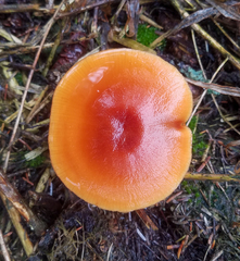 Rhodophana nitellina