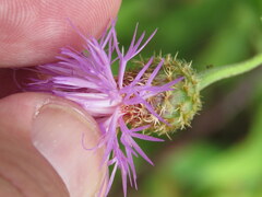 Cheirolophus sempervirens