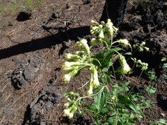 Brickellia grandiflora