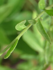 Cheirolophus sempervirens