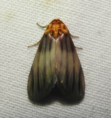 Eulithosia plesioglauca