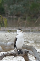 Phalacrocorax varius