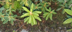 Rhododendron groenlandicum