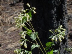 Brickellia grandiflora