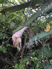 Acanthocereus tetragonus