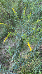 Solidago rugosa
