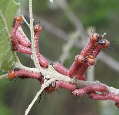 Anisota oslari