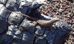 Sceloporus tristichus