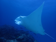 Mobula alfredi