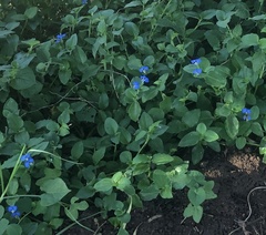Commelina benghalensis