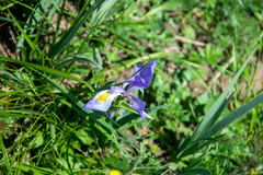 Iris missouriensis