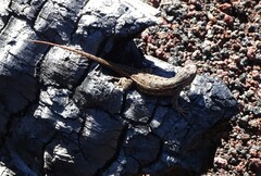 Sceloporus tristichus