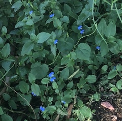 Commelina benghalensis