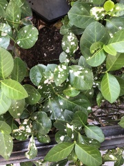 Erysiphe euonymicola