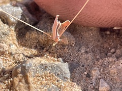 Hypertelis umbellata