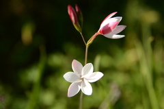 Hesperantha cucullata