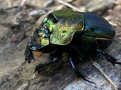 Phanaeus vindex