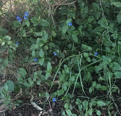 Commelina benghalensis