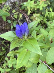 Gentiana clausa
