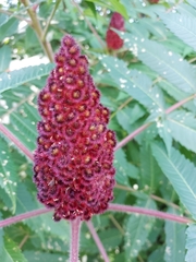 Rhus typhina
