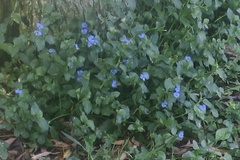 Commelina benghalensis