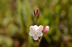 Hesperantha cucullata