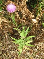 Cheirolophus sempervirens