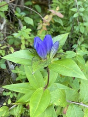 Gentiana clausa