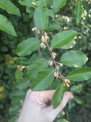 Elaeagnus