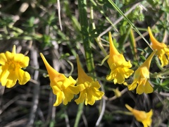 Tropaeolum