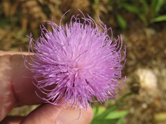Cheirolophus sempervirens