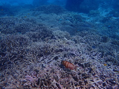 Epinephelus fasciatus