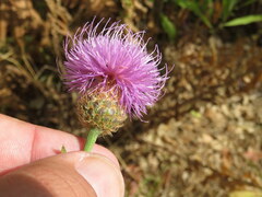 Cheirolophus sempervirens