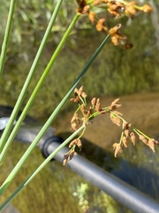 Schoenoplectus tabernaemontani