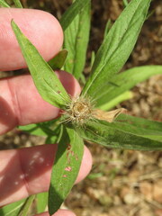Cheirolophus sempervirens