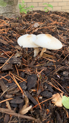 Leucocoprinus cepistipes