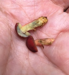 Lanmaoa pseudosensibilis