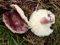 Russula xerampelina