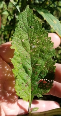 Verbena urticifolia