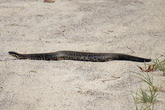 Agkistrodon piscivorus