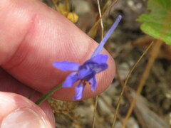 Delphinium halteratum
