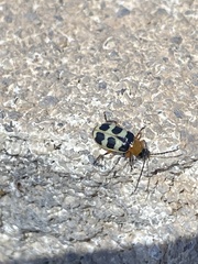 Paranapiacaba tricincta