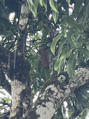 Colaptes rubiginosus