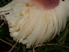 Russula xerampelina