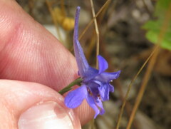 Delphinium halteratum
